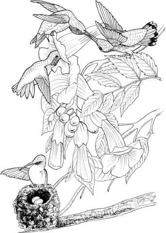 Ruby Throated Hummingbird Coloring Page